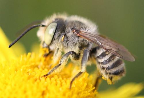 Réf. 200 595 : Megachile sp.